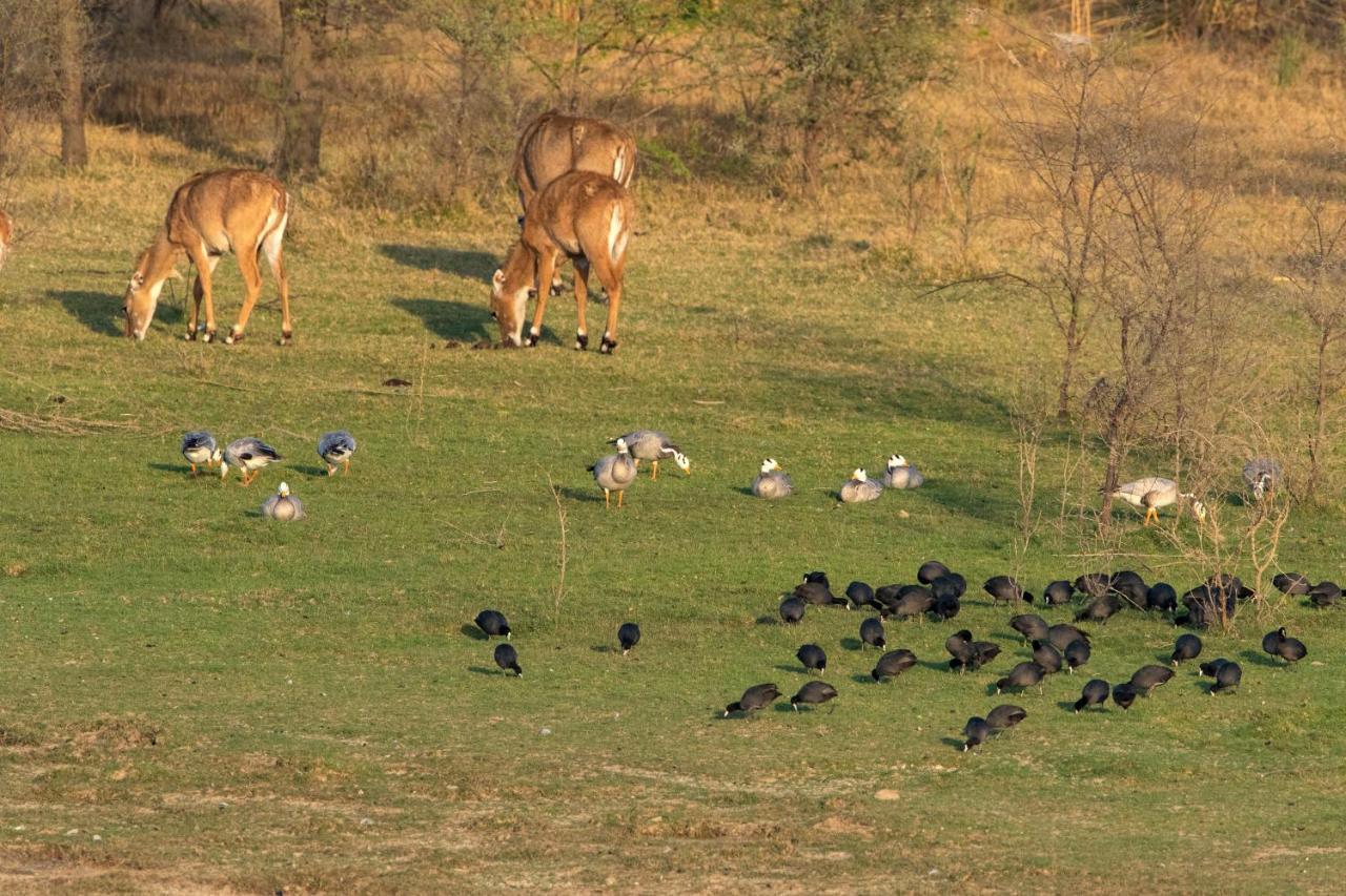 Raas Chhatrasagar, Nimaj, District Pali Exteriör bild